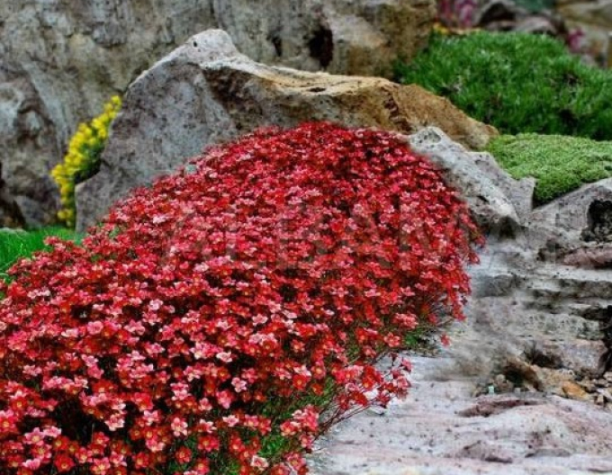 Lomikámen arendsův "Rockies Red"