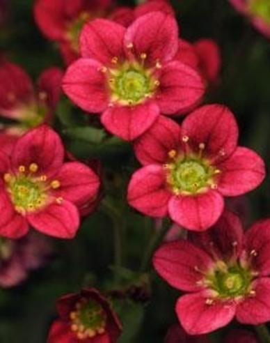 Lomikámen arendsův "Rockies Red"