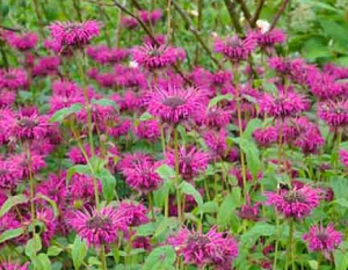 Monarda ´Scorpion