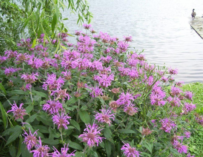 Monarda ´Scorpion