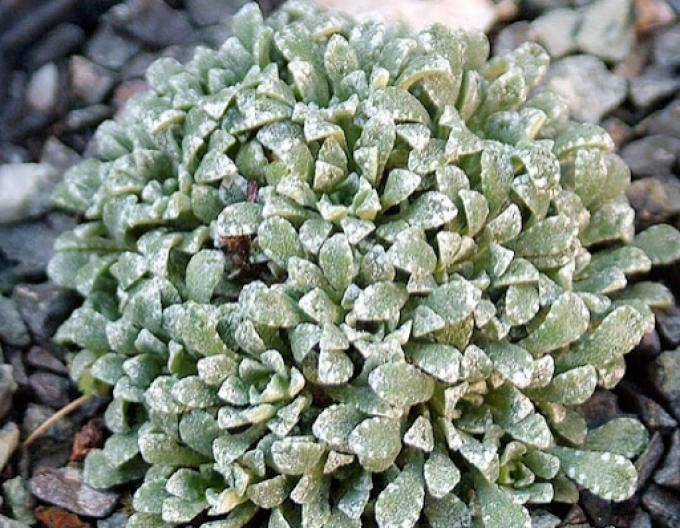 Lomikámen vždyzelený ´Minutifolia´