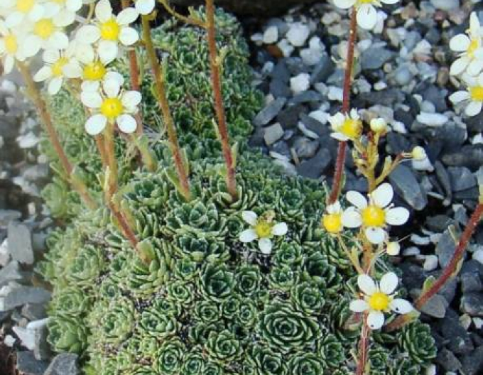 Lomikámen vždyzelený ´Minutifolia´