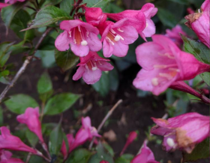 Vajgélie floridská Nana Purpurea