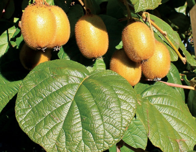 Samosprašné kiwi Jenny