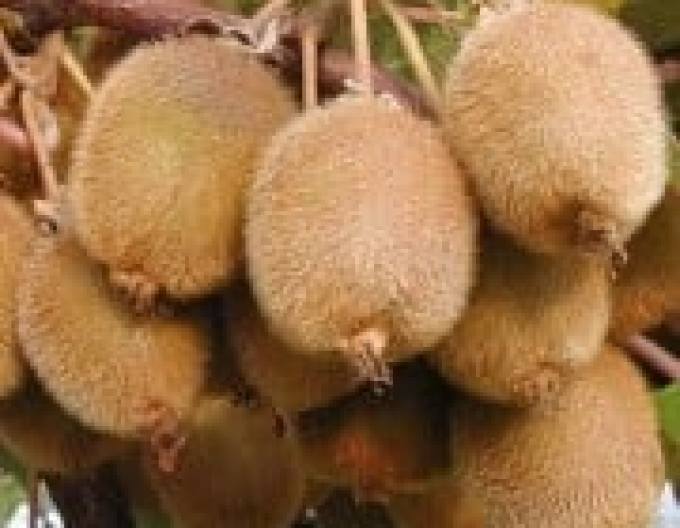 Samosprašné kiwi Boskoop
