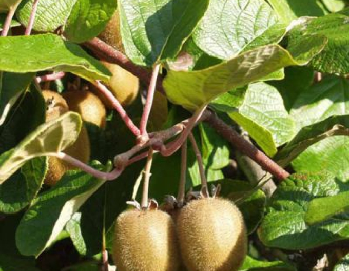 Kiwi ´Hayward´ fena