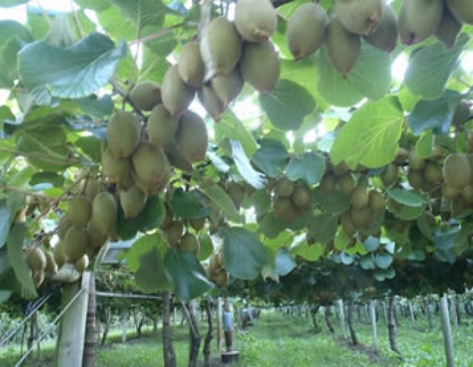 Kiwi ´Hayward´ fena