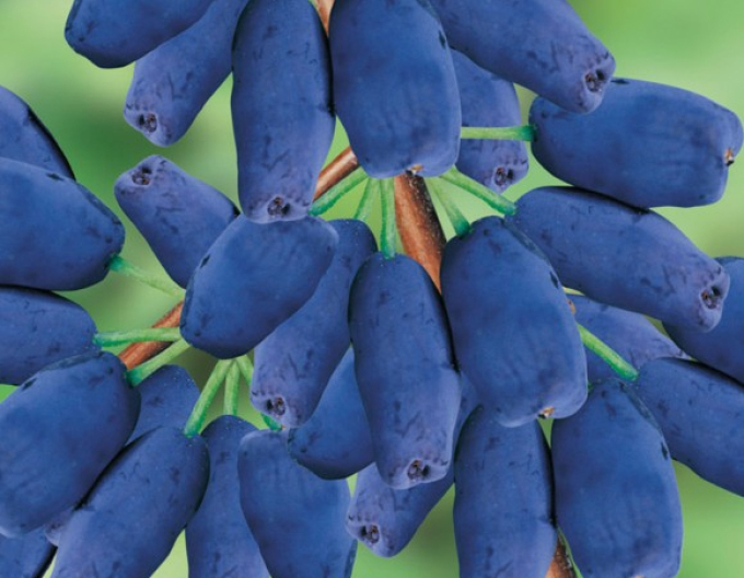 Zimolez kamčatský Jugana