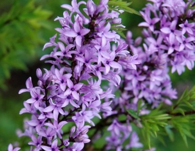 Lilac "Kabul" STROMČEK