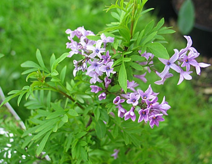 Lilac "Kabul" STROMČEK
