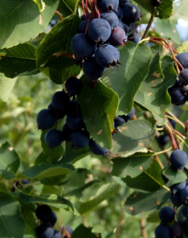 Muchovník Smoky