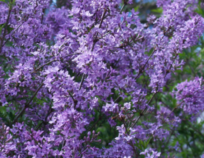 Lilac "Kabul" STROMČEK