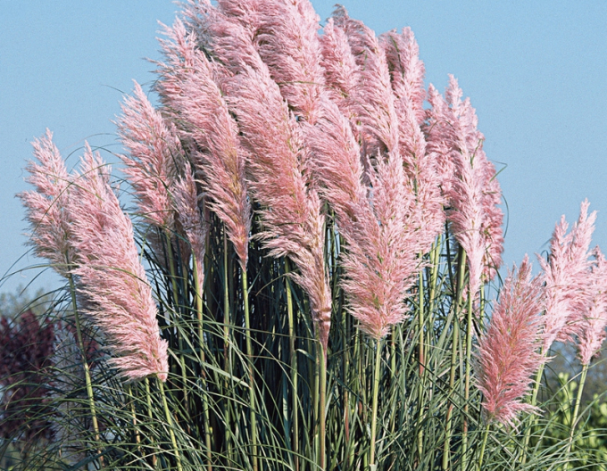 Pampová tráva - Cortaderia pink ´Rose Plume´
