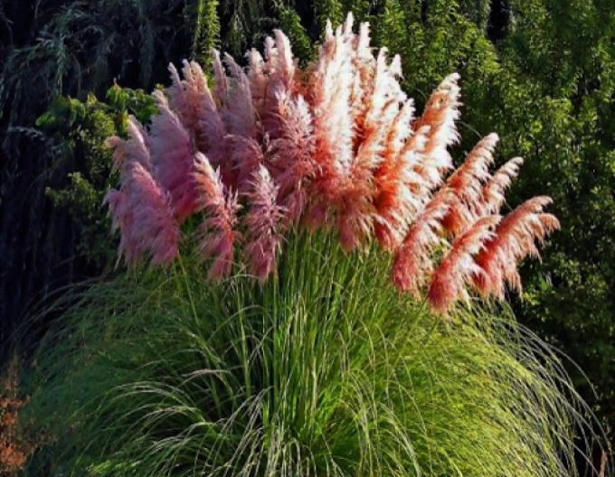 Pampová tráva - Cortaderia pink ´Rose Plume´