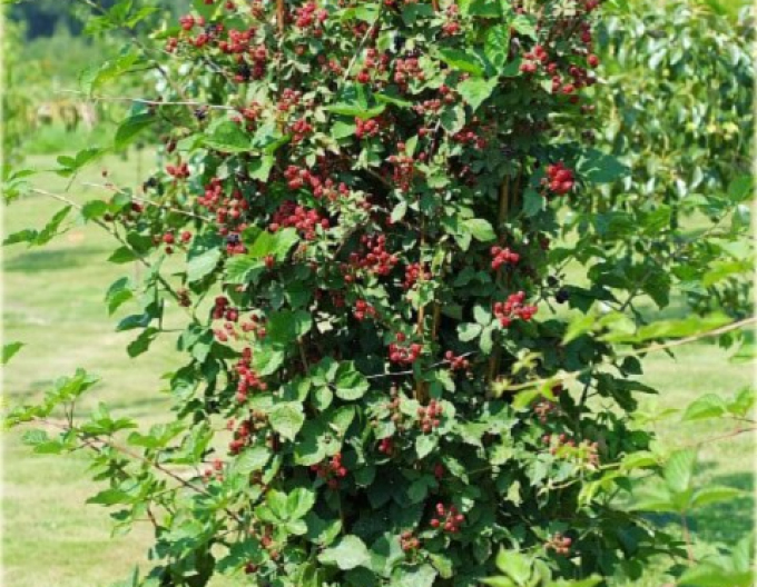 Černica ´NAVAHO´ sloupovitá, kont.5l