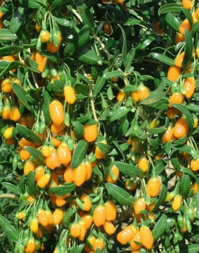 Kustovnice čínska Goji Golden