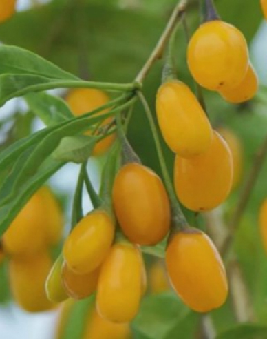 Kustovnice čínska Goji Golden