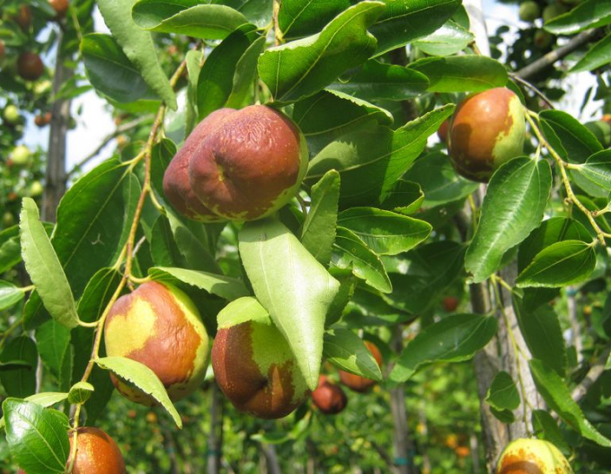 Ziziphus Jujuba "Li" - ČÍNSKÝ ĎÁBEL