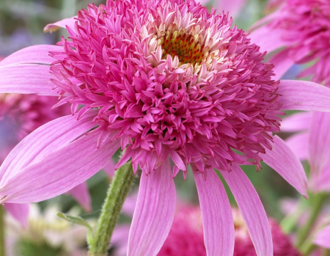 Echinacea ´Pink Double Delight´