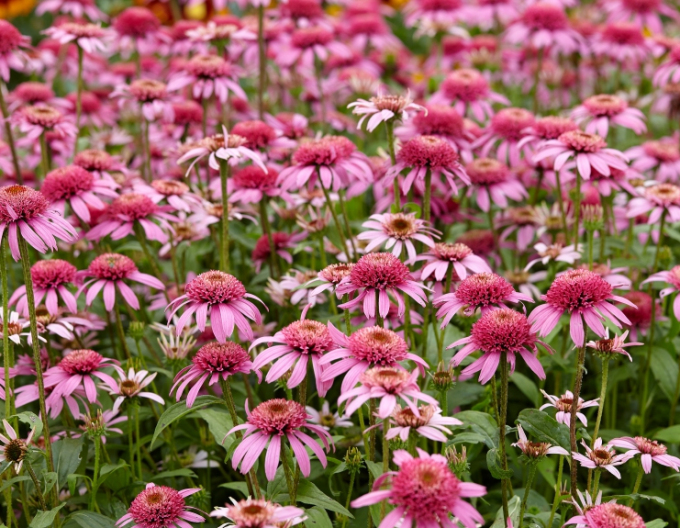 Echinacea ´Pink Double Delight´