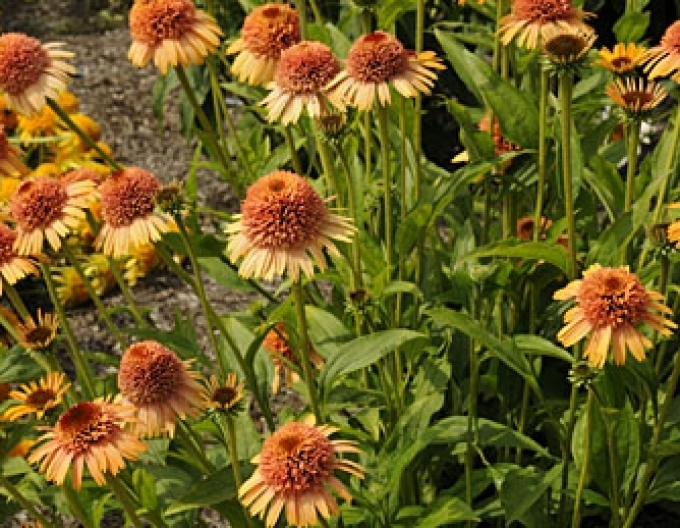 Echinacea ´Supreme Cantaloupe´