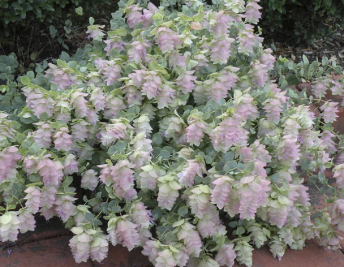 Oregano okrasné Kent Beauty