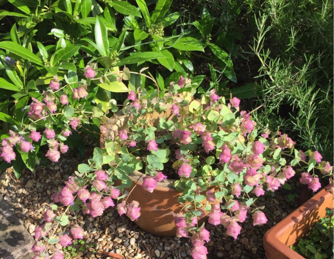Oregano okrasné Kent Beauty