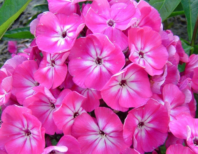 Flox Flame Light Pink