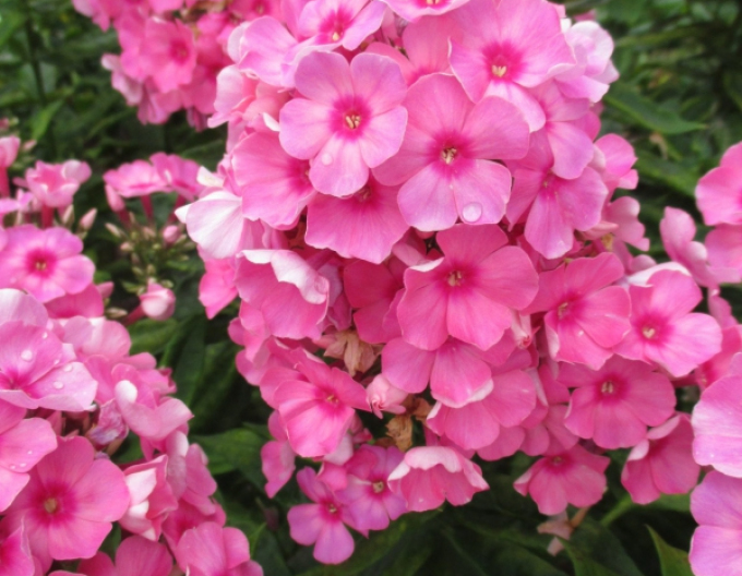 Flox Flame Light Pink