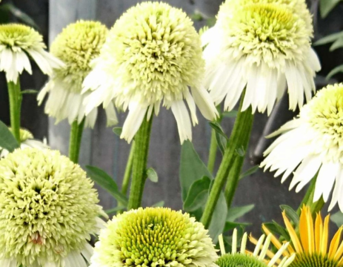 Echinacea ´Delicious Nougat´