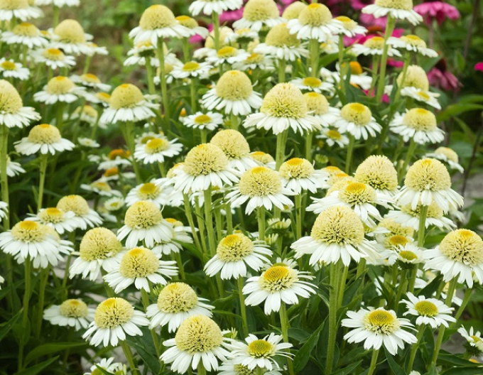 Echinacea ´Delicious Nougat´
