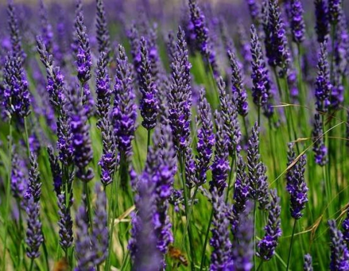 Levandule ´Hidcote Compact´