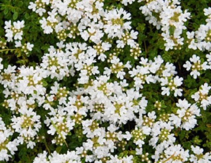 Mateřídouška Albiflorus
