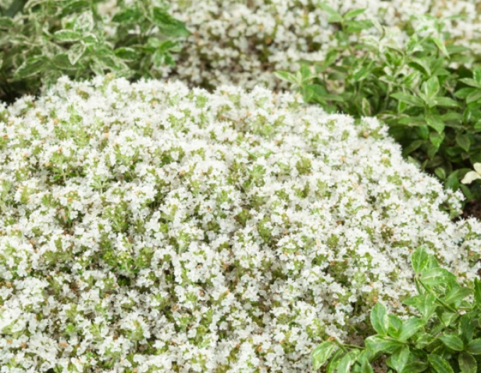 Mateřídouška Albiflorus