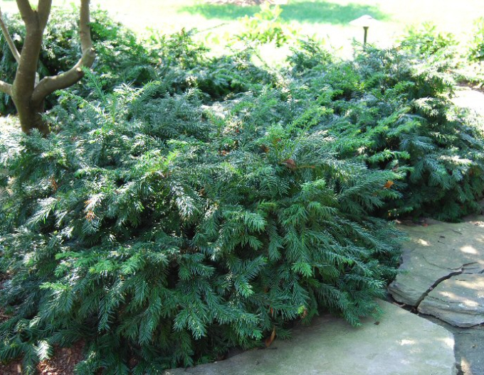 Tis obecný "Repens"