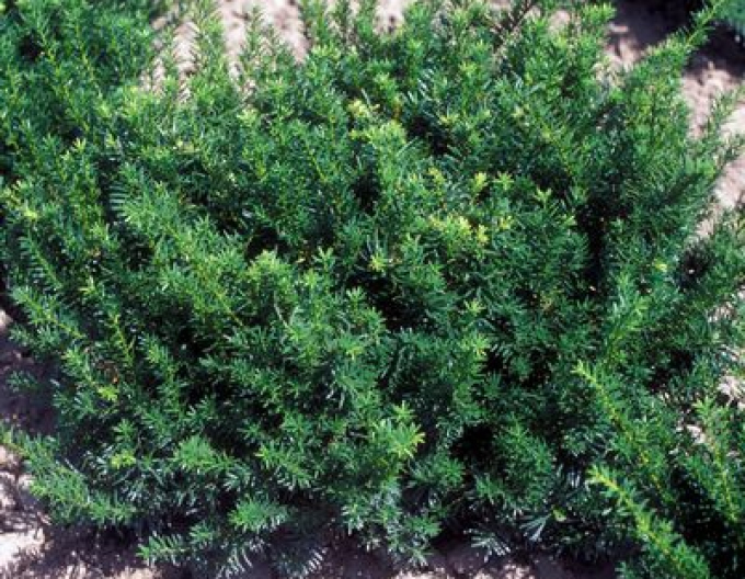 Tis obecný "Repens"