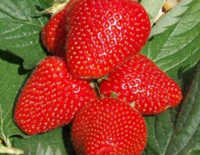 Jahodník ´Evie 2´ trvalková odrůda