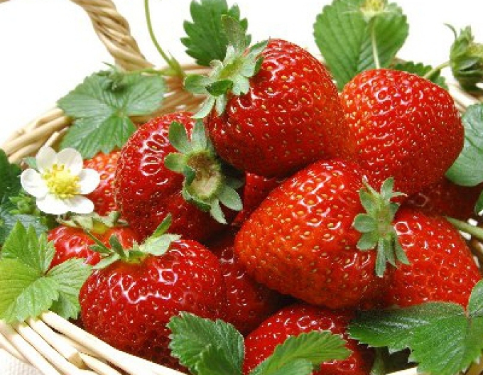 Strawberry ´Elsanta´ pozdě