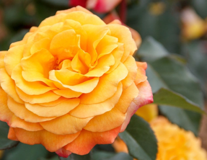 ROSE "Adolf Horstman"
