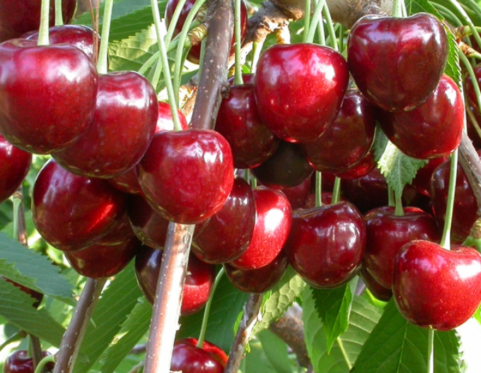 Trpasličí třešeň ´Early Korvik´
