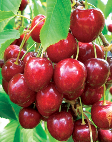 Třešeň ´KORDIA´ pozdní, podn. Colt, prostok.