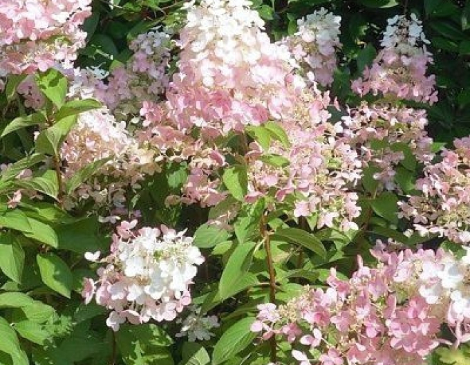 Hortenzie ´Confetti´