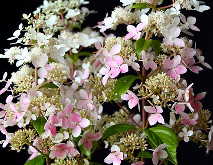 Hortenzie ´Confetti´