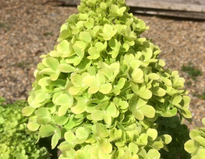 Hortenzie ´Mojito´