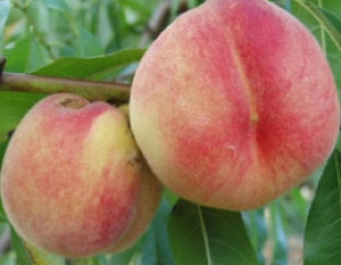 Peach ´Fenix´ early 5l