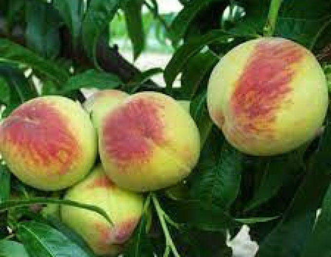Peach ´Fenix´ early 5l