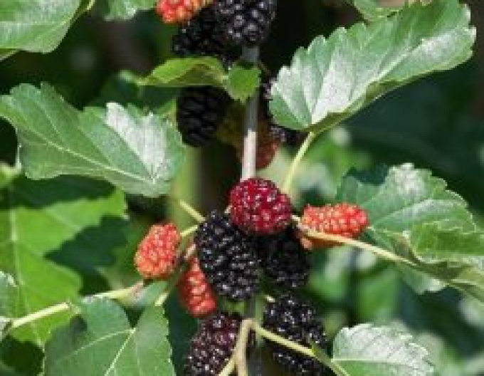 Mulberry black ´Trnavská´