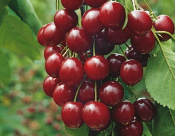 Cherry ´Nana´ late