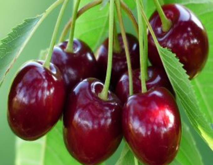 Cherry ´Kelleris´ late