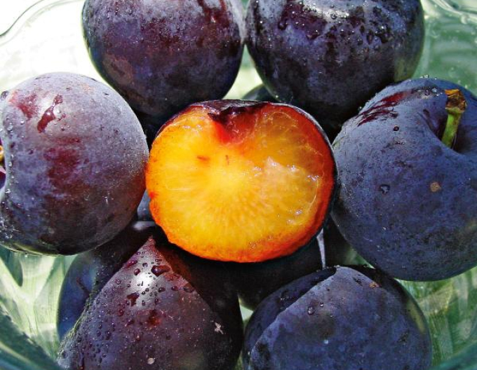 Japonský švestkový kříž ´Plumcot´